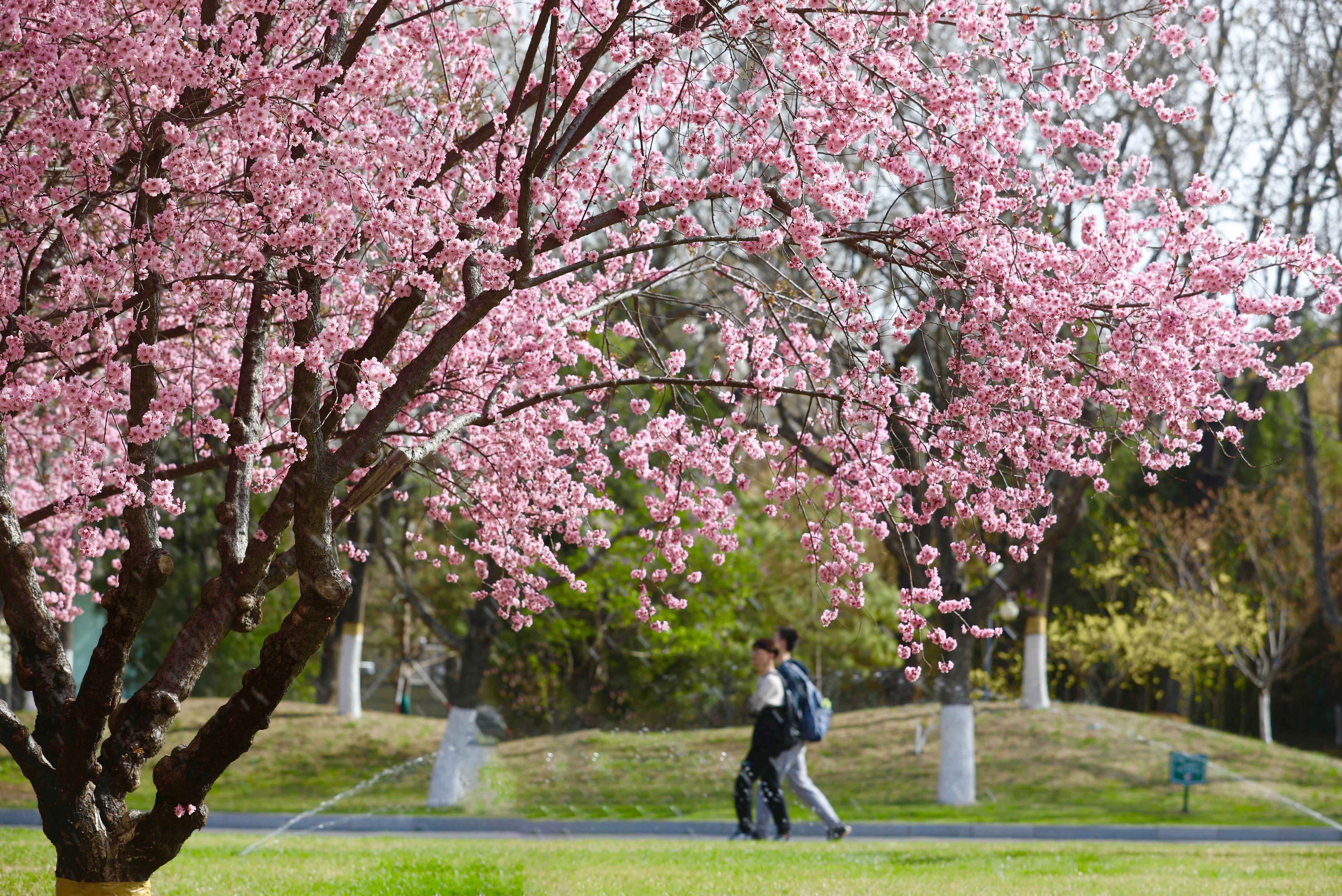 校园又添新绿校领导带领师生共绘地大生态底色